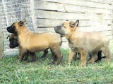 Собаки, щенки Бельгийская овчарка (Малинуа), цена 4800 Грн., Фото
