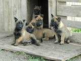 Собаки, щенки Бельгийская овчарка (Малинуа), цена 4800 Грн., Фото