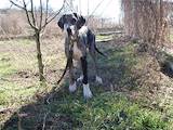 Собаки, щенята Німецький дог, ціна 3500 Грн., Фото