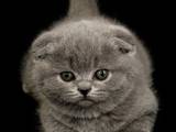 Кішки, кошенята Шотландська висловуха, ціна 1200 Грн., Фото