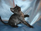 Кішки, кошенята Девон-рекс, ціна 2200 Грн., Фото