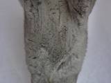 Грызуны Шиншиллы, цена 500 Грн., Фото
