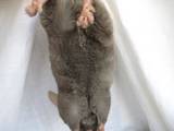 Грызуны Шиншиллы, цена 800 Грн., Фото