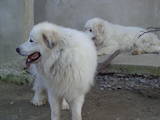 Собаки, щенята Піренейська гірська собака, ціна 8000 Грн., Фото