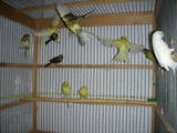 Попугаи и птицы Канарейки, цена 250 Грн., Фото