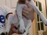 Собаки, щенята Англійський пойнтер, ціна 2600 Грн., Фото