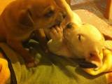 Собаки, щенята Американський бульдог, ціна 1000 Грн., Фото