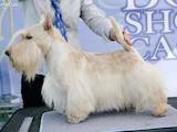 Собаки, щенята Скотчтерьер, ціна 2000 Грн., Фото