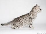 Кішки, кошенята Єгипетська мау, ціна 800 Грн., Фото