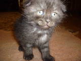 Кошки, котята Британская длинношёрстная, цена 200 Грн., Фото
