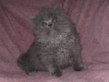Кішки, кошенята Highland Fold, ціна 300 Грн., Фото