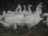 Птицеводство Гуси, цена 48 Грн., Фото
