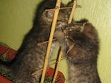 Кішки, кошенята Єгипетська мау, ціна 5 Грн., Фото