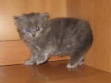 Кошки, котята Британская длинношёрстная, цена 700 Грн., Фото