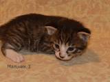 Кошки, котята Курильский бобтейл, цена 10 Грн., Фото
