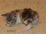 Кошки, котята Курильский бобтейл, цена 10 Грн., Фото