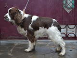 Собаки, щенята Англійська Спрінгер спаніель, ціна 5000 Грн., Фото