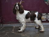Собаки, щенята Англійська Спрінгер спаніель, ціна 5000 Грн., Фото