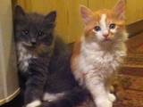 Кошки, котята Сибирская, цена 50 Грн., Фото