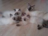 Кішки, кошенята Невськая маскарадна, ціна 1100 Грн., Фото