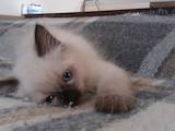 Кошки, котята Невская маскарадная, цена 1100 Грн., Фото