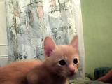 Кошки, котята Тонкинез, цена 3000 Грн., Фото