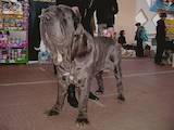 Собаки, щенки Мастино неаполетано, цена 6000 Грн., Фото