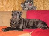 Собаки, щенята Мастіно неаполетано, ціна 6000 Грн., Фото