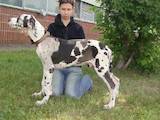 Собаки, щенки Немецкий дог, цена 4500 Грн., Фото