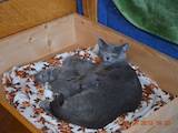 Кішки, кошенята Російська блакитна, ціна 550 Грн., Фото