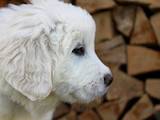 Собаки, щенки Польская подхаланская овчарка, цена 4800 Грн., Фото