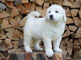 Собаки, щенки Польская подхаланская овчарка, цена 4800 Грн., Фото