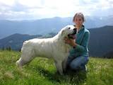 Собаки, щенята Польська підхаланська вівчарка, ціна 4800 Грн., Фото