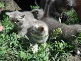 Кішки, кошенята Британська довгошерста, ціна 800 Грн., Фото
