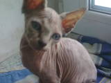 Кішки, кошенята Єгипетська мау, ціна 200 Грн., Фото