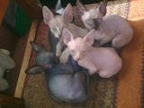 Кішки, кошенята Єгипетська мау, ціна 200 Грн., Фото