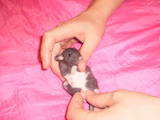 Грызуны Домашние крысы, цена 15 Грн., Фото