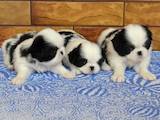 Собаки, щенки Японский хин, цена 8000 Грн., Фото