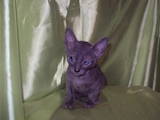 Кошки, котята Персидская, цена 2000 Грн., Фото