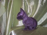 Кішки, кошенята Персидська, ціна 2000 Грн., Фото