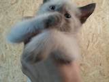 Кошки, котята Тайская, цена 450 Грн., Фото