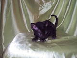 Кішки, кошенята Корніш-рекс, ціна 2000 Грн., Фото