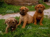 Собаки, щенки Южноафриканский бурбуль, цена 6000 Грн., Фото