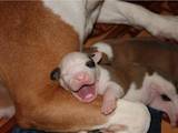 Собаки, щенки Стаффордширский бультерьер, цена 6000 Грн., Фото