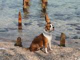 Собаки, щенки Стаффордширский бультерьер, цена 6000 Грн., Фото