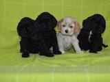 Собаки, щенки Американский коккер, цена 3000 Грн., Фото