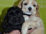 Собаки, щенки Американский коккер, цена 3000 Грн., Фото