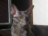 Кошки, котята Ориентальная, цена 11 Грн., Фото