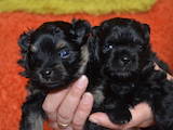Собаки, щенки Малый шпиц, цена 1500 Грн., Фото