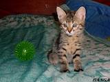 Кошки, котята Европейская короткошерстная, цена 40 Грн., Фото